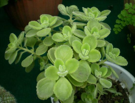 碰碰香扦插方法，教你六點步驟扦插爆盆