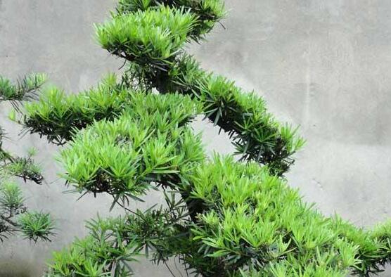 羅漢松怎么修剪，羅漢松修剪方法