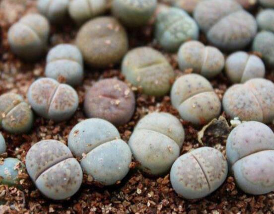 生石花怎么分株繁殖，教你一學(xué)就會(huì)五個(gè)基本步驟