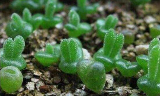 碧光環(huán)多肉怎么分栽，教你五個(gè)步驟盆盆爆滿