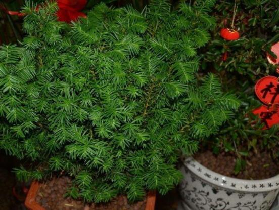 紅豆杉適合室內(nèi)養(yǎng)嗎，具有凈化空氣、延年益壽作用