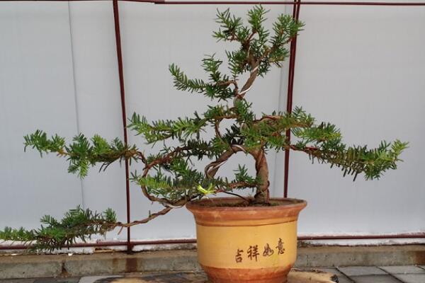 紅豆杉盆景養(yǎng)殖方法，做好這五步是關(guān)鍵