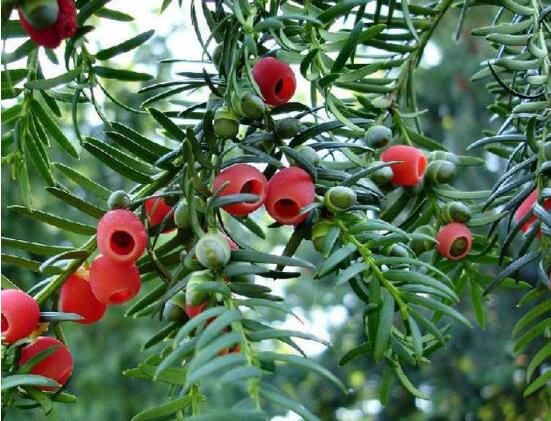 紅豆杉怎么施肥，遠離根部施薄肥