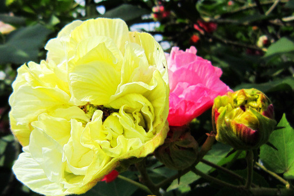 芙蓉花什么時(shí)候開(kāi)花