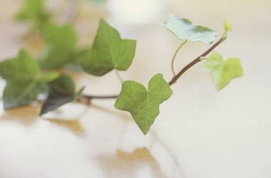 常春藤葉子干枯怎么辦，做好這五點即可恢復生機