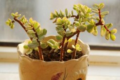 雅樂之舞盆景制作方法，這樣制作觀賞價值更高