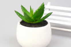 蘆薈的用途，集觀賞、食用、美容、藥用于一身