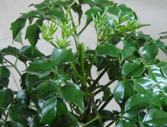 幸福樹的養(yǎng)殖方法，老農(nóng)教你八大基本養(yǎng)殖方法