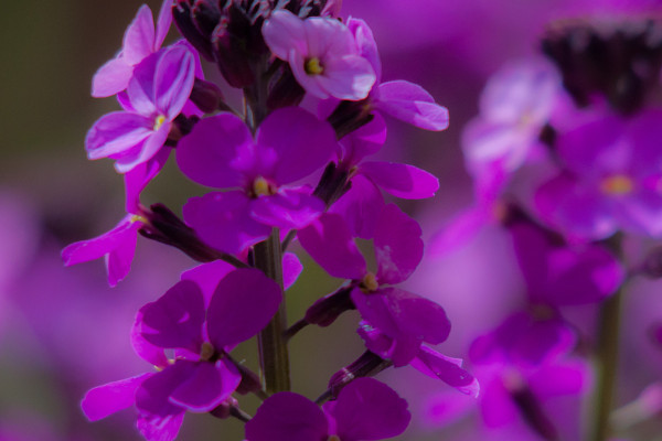 水插紫羅蘭怎么養(yǎng)