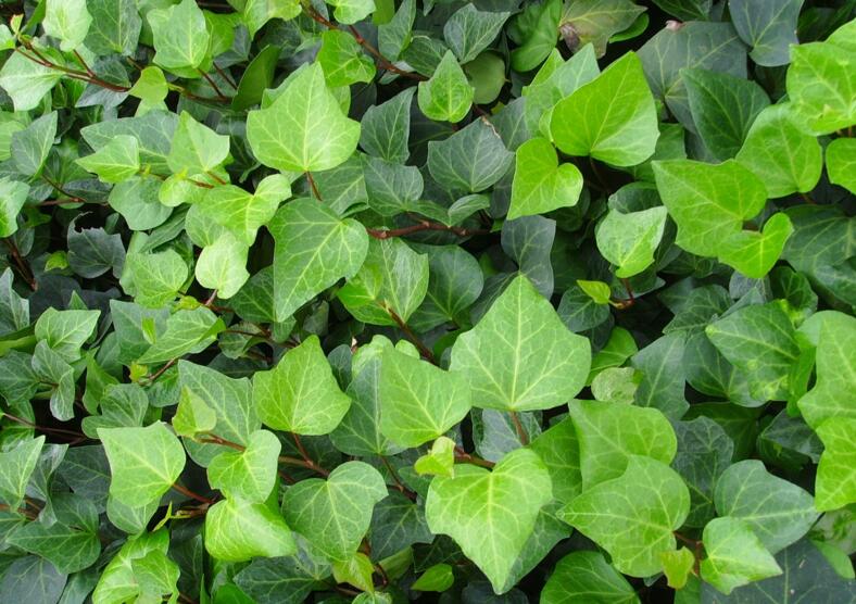 常春藤葉片發(fā)黑怎么辦，可能是得了灰霉病