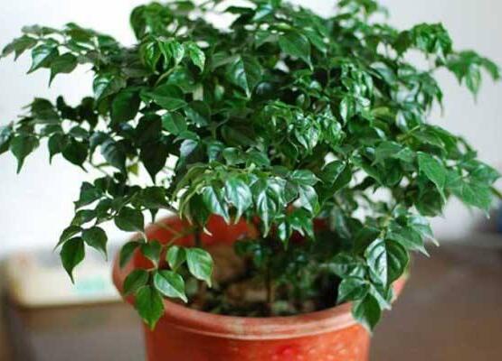 幸福樹的養(yǎng)殖方法，老農(nóng)教你八大基本養(yǎng)殖方法