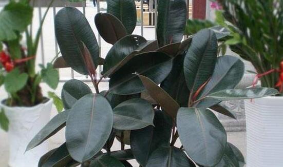 橡皮樹怎么修剪，橡皮樹修剪方法