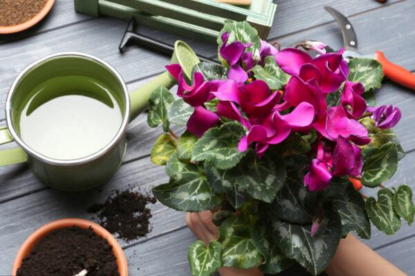 仙客來(lái)繁殖方法圖解，三種方法可供選擇（播種/切莖/組織培養(yǎng)）