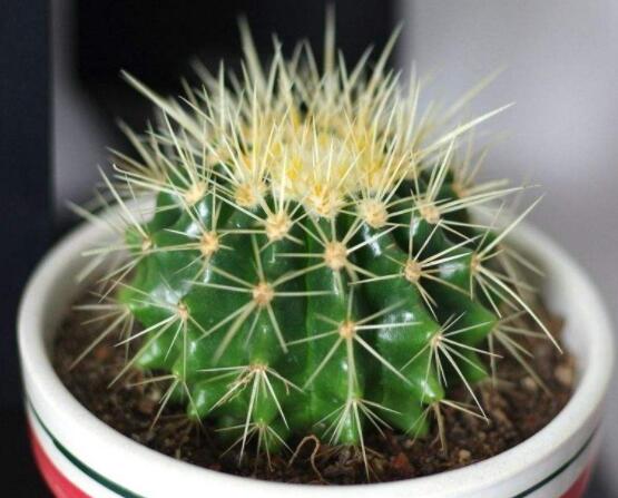 小仙人球的養(yǎng)殖方法和注意事項(xiàng)，老農(nóng)詳解七大最有效養(yǎng)殖方法