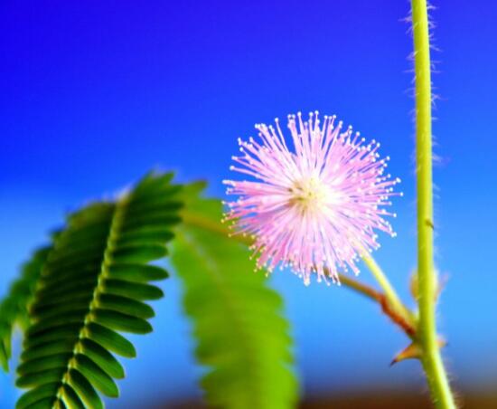 種含羞草會(huì)掉頭發(fā)嗎，會(huì)掉/家有孕婦和小孩忌養(yǎng)殖