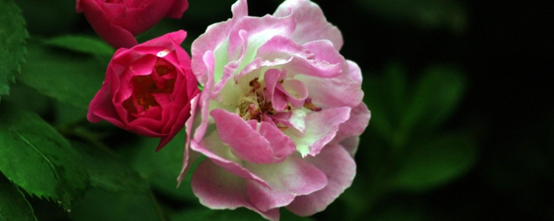 薔薇花水培方法和注意事項(xiàng)