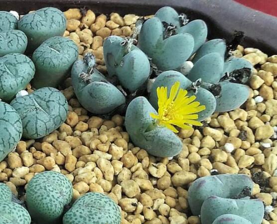 生石花有什么用，老農(nóng)總結(jié)最常見四個(gè)作用