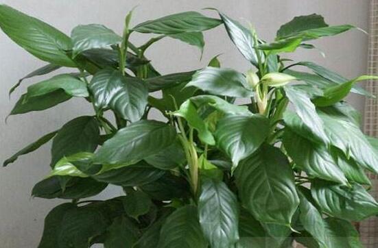 大葉萬年青有毒嗎，誤食會導(dǎo)致聲帶嘶啞、失明