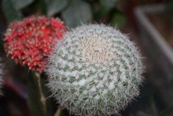 仙人球用什么肥料，鉀、磷肥為主，氮肥為輔