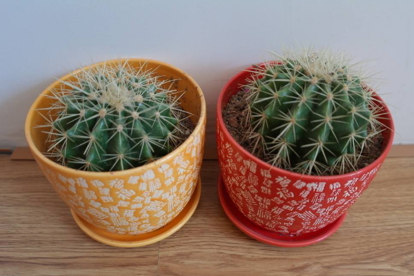 仙人球可以用沙子養(yǎng)嗎，光使用沙子是養(yǎng)不活的