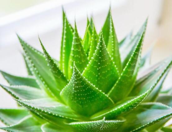 蘆薈怎么吃最好，老農(nóng)總結最美味的六種吃法