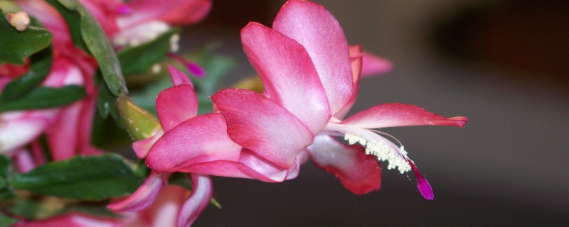 蟹爪蘭秋季開花后怎么養(yǎng)護