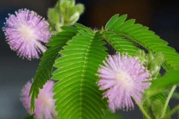 家里能養(yǎng)含羞草嗎，不能養(yǎng)（引起脫發(fā)、導致孕婦流產）