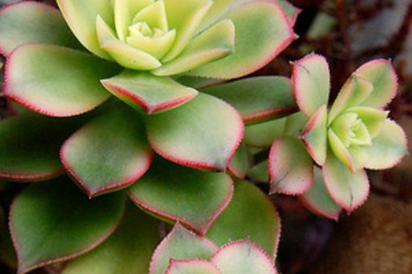 艷日輝為什么葉片發(fā)黑