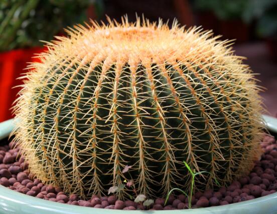 仙人球移栽注意事項(xiàng)，注意不可弄傷根系、及時(shí)消毒/土壤微濕潤(rùn)