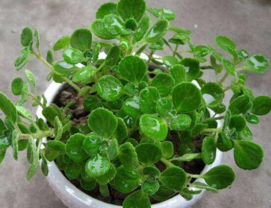 碰碰香長(zhǎng)的太長(zhǎng)怎么辦，及時(shí)修剪頭部/不斷進(jìn)行扦插繁殖