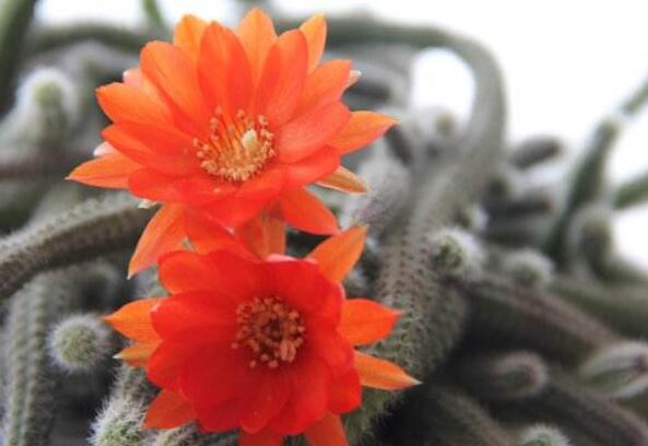 白檀仙人掌不開花怎么辦，缺乏光照是主要原因