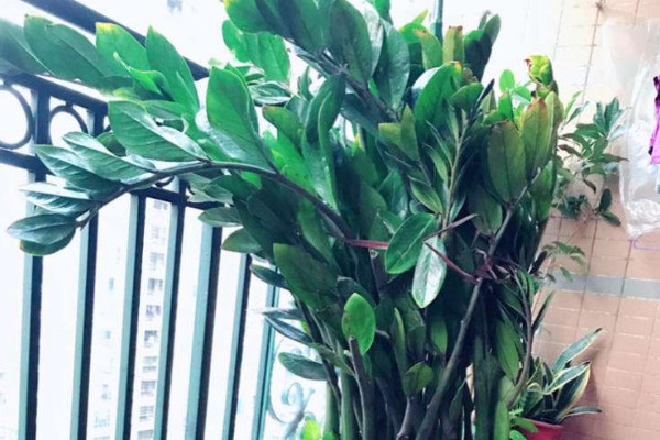 金錢(qián)樹(shù)怎樣配土