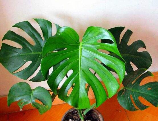 龜背竹怎么固定造型，龜體造型最受人們歡迎(美觀)