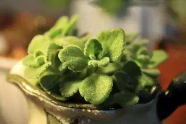 碰碰香幾月份可以扦插，扦插最佳時間在5-10月