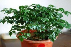 幸福樹掉葉子怎么挽救，從以下5個(gè)方面分析