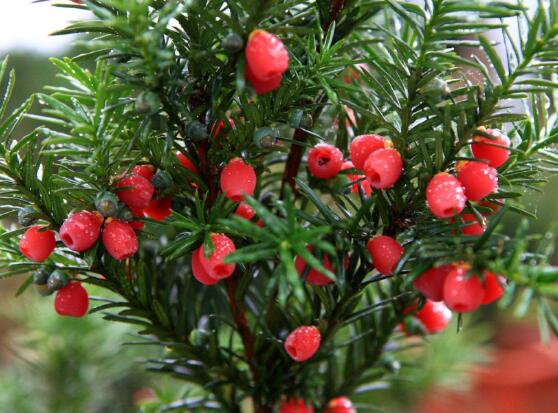 紅豆杉的養(yǎng)殖方法和注意事項，七大基本方法養(yǎng)殖郁郁蔥蔥