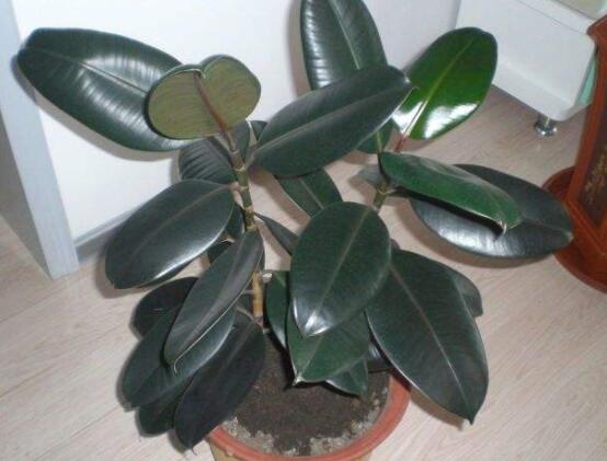 橡皮樹的葉插方法，擇基部下小嫩芽葉片/春秋季節(jié)扦插最佳