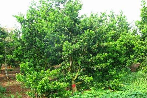 十大羅漢松品種，羅漢松常見品種介紹