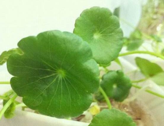 銅錢草泡水喝的作用，利尿排石、抗炎消炎