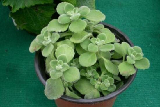 碰碰香扦插方法，教你六點步驟扦插爆盆