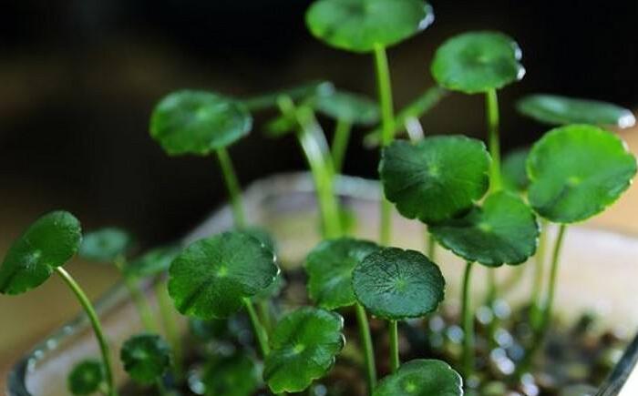 銅錢草怎么種，銅錢草土養(yǎng)的方法步驟