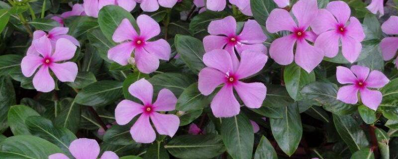 長(zhǎng)春花花語(yǔ)和寓意