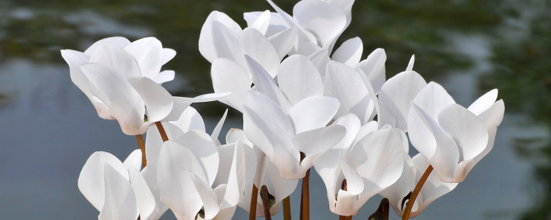 仙客來種子多久發(fā)芽