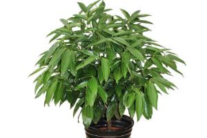 平安樹有什么好處，平安樹的功效與作用