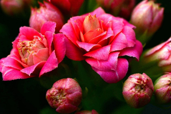 長壽花什么時候開花