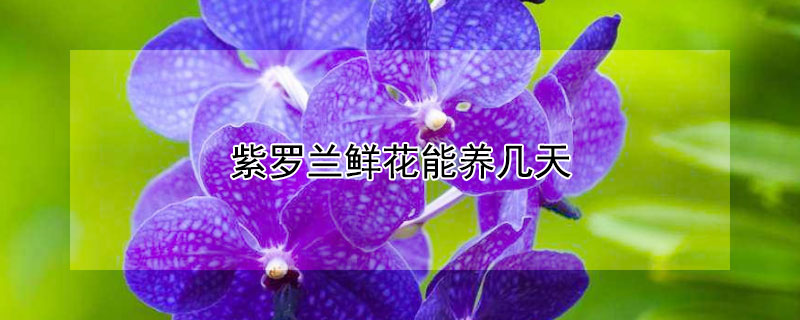 紫羅蘭鮮花能養(yǎng)幾天