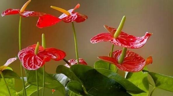 紅掌的催花方法，加強日常管理（溫度、光照、通風(fēng)、肥水）