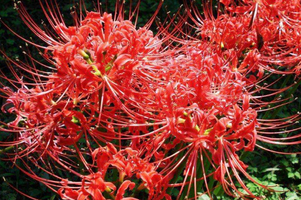 彼岸花的養(yǎng)護方法