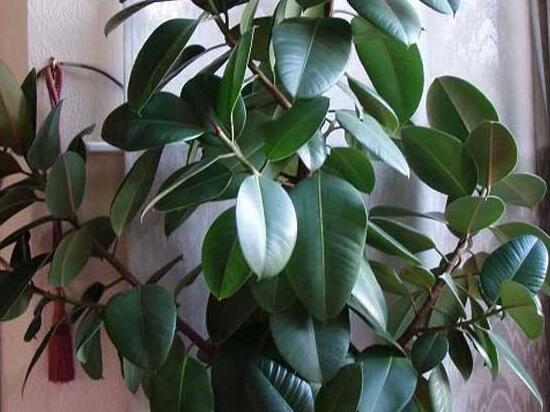 橡皮樹幾月份砍頭好，6-7月是最佳砍頭時間