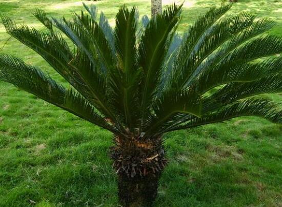 鐵樹有哪些病蟲害，鐵樹病蟲害防治